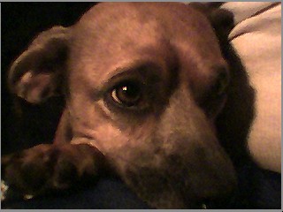 dog.jpg