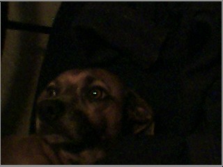 dog2.jpg